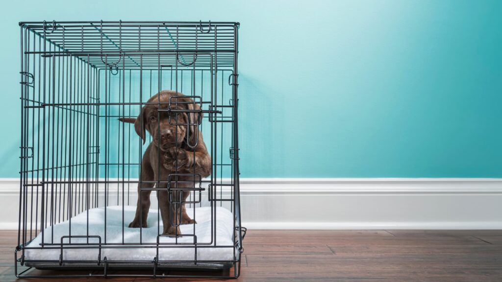 Small Brown Dog inside a crate inside a house