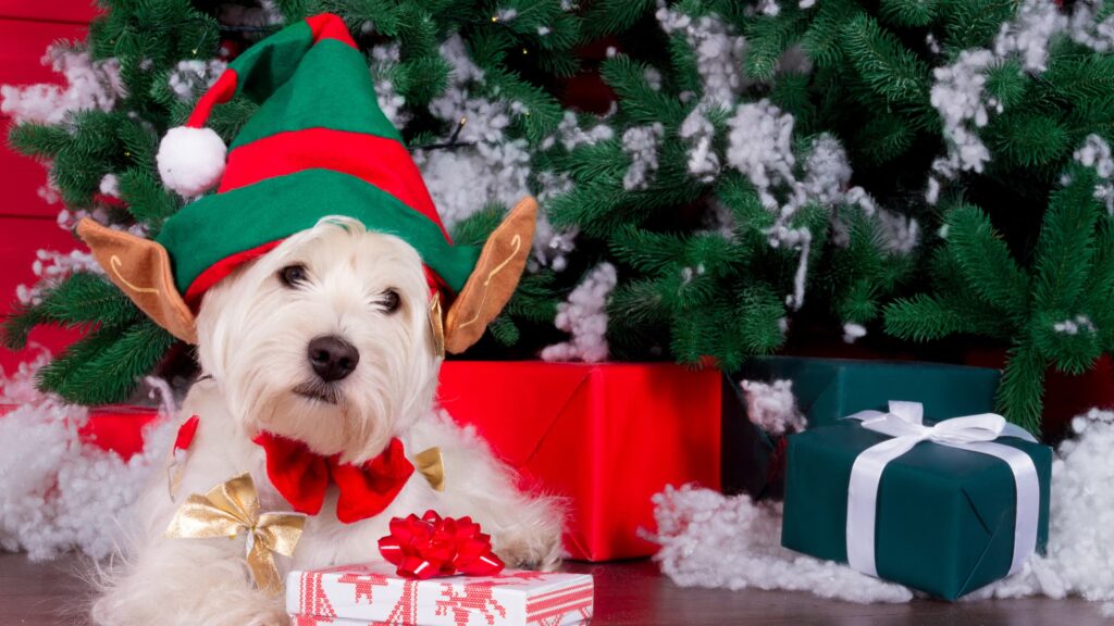 Dog wearing Christmas hat sitting by a Christmas tree