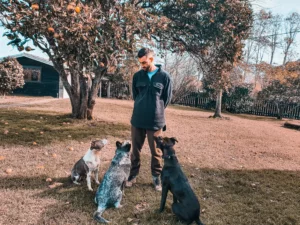 3 dogs learning how to sit and stay with a Good dog training Dog Trainer