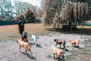 Dog trainer teaching 6 dogs how to walk off leash