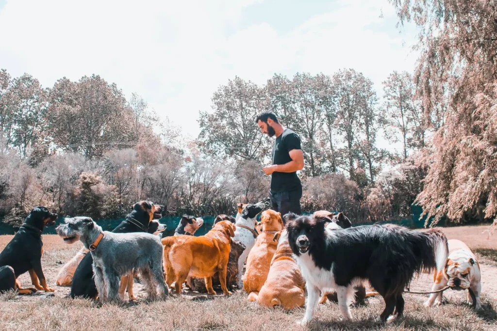 Owner of Good Dog Training teaching dogs how to not be reactive
