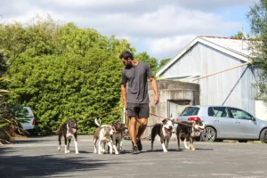 Good dog training owner Ryan walking 5 medium dogs on leashes
