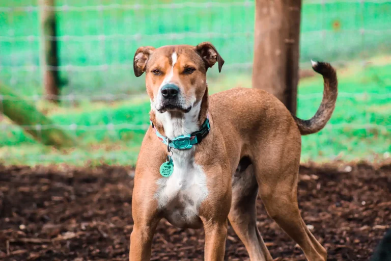 Medium brown dog at Good Dog Training.