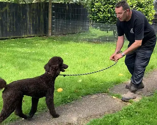 Staff member teaching a medium dog how to walk on a leash.