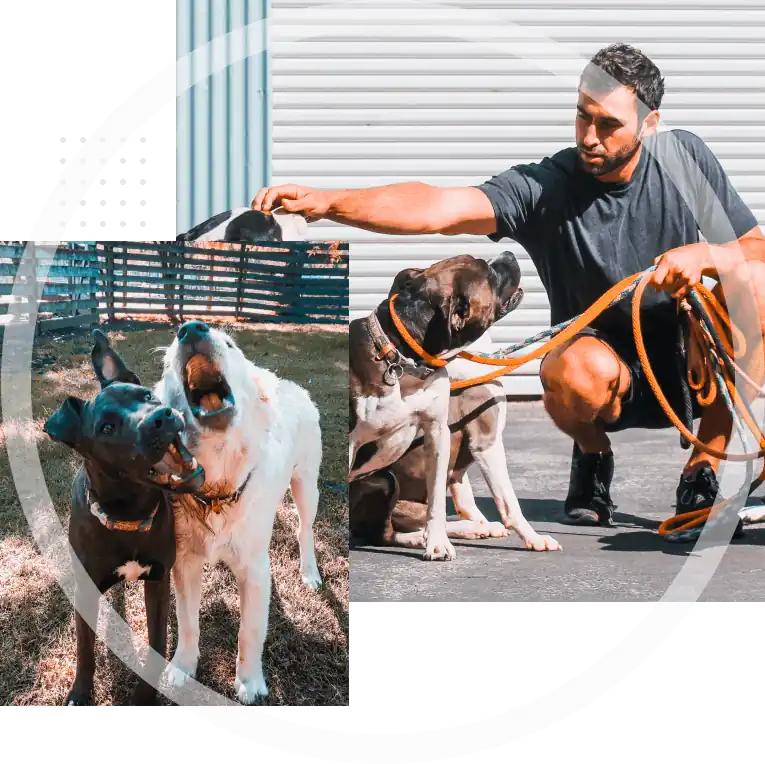 Ryan owner of Good Dog Training crouching down patting 3 dogs sitting down.