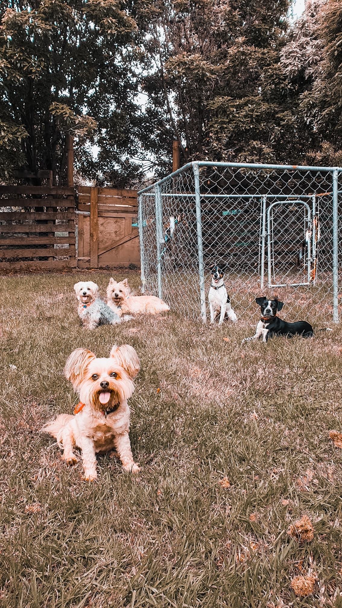 Exploring Dog Daycare Options in Kumeu What to Look For Good Dog Training