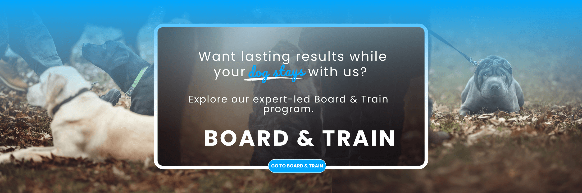 board & train banner with dogs for good dog training