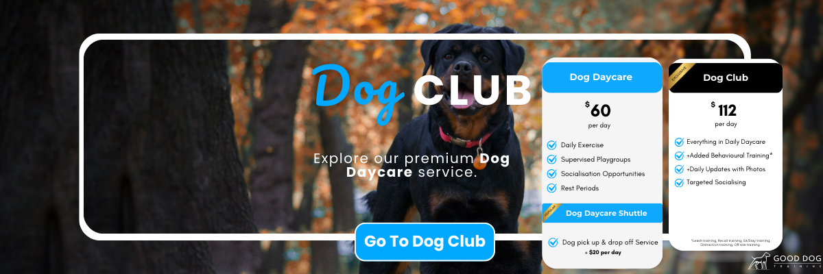 good dog training dog club dog daycare premium service
