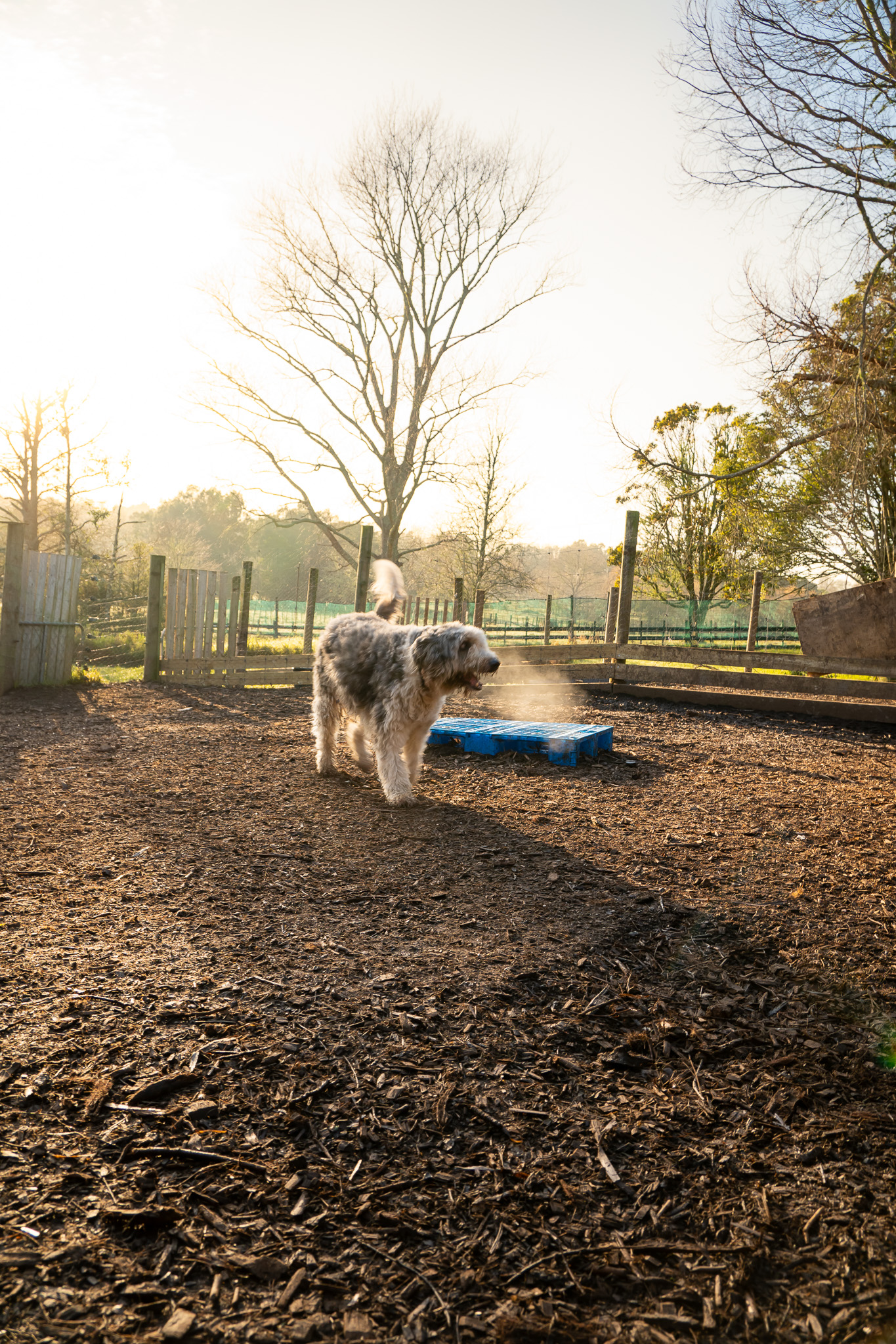 dog at dog daycare outside