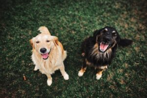 two dogs sitting side by side