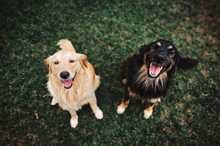 two dogs sitting side by side