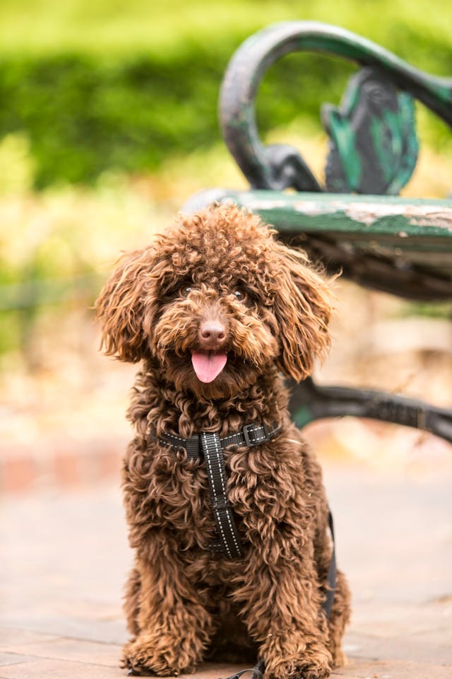 dog photography pexels-hoy-605262-1390784