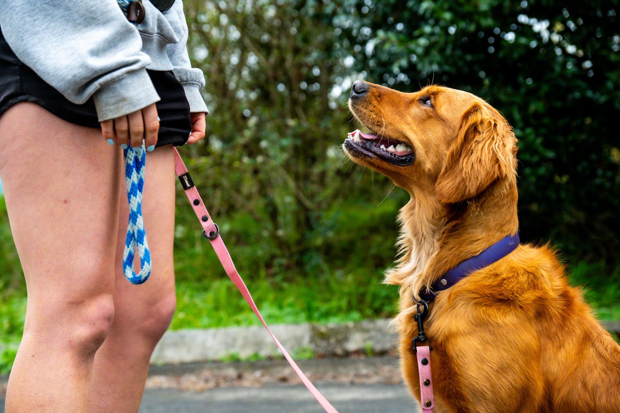dog and dog trainer at good dog training