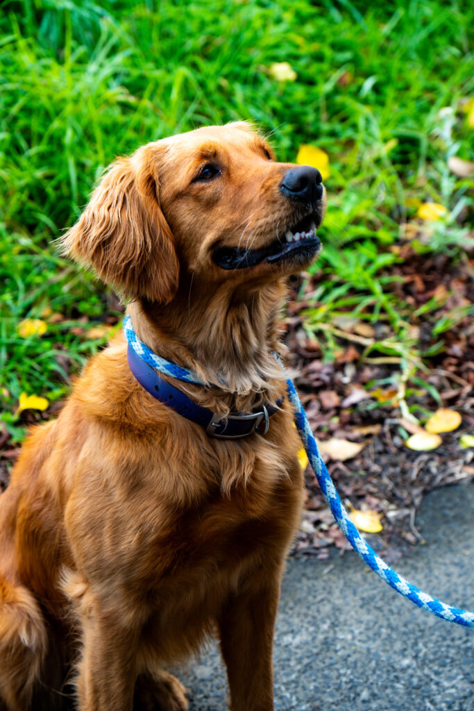 dog portrait on leash at good dog training center