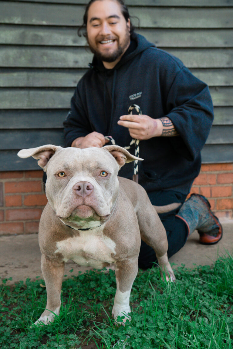 staffy dog on leash with dog trainer