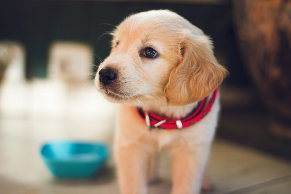 puppy training berkay-gumustekin-ngqyo2AYYnE-unsplash