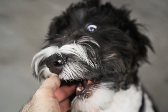 puppy training biting and nipping giorgio-trovato-eIQyI6p18lA-unsplash