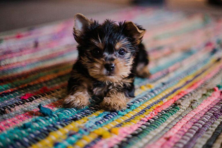 puppy training leash hannah-grace-fk4tiMlDFF0-unsplash