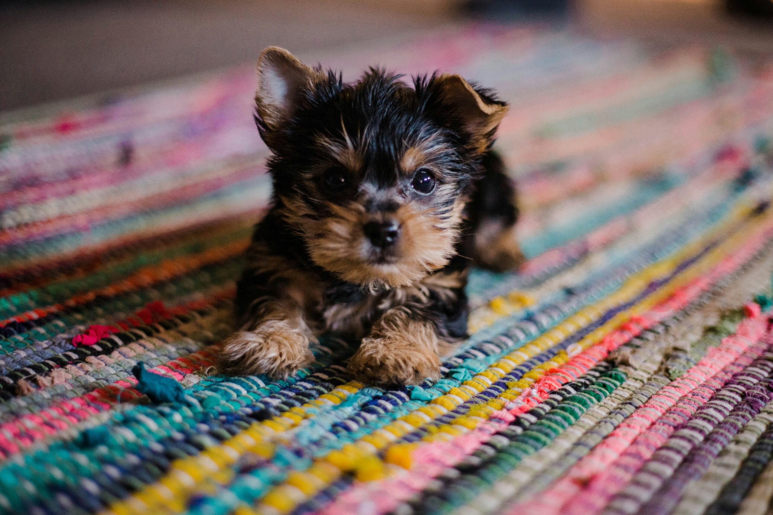 puppy training leash hannah-grace-fk4tiMlDFF0-unsplash