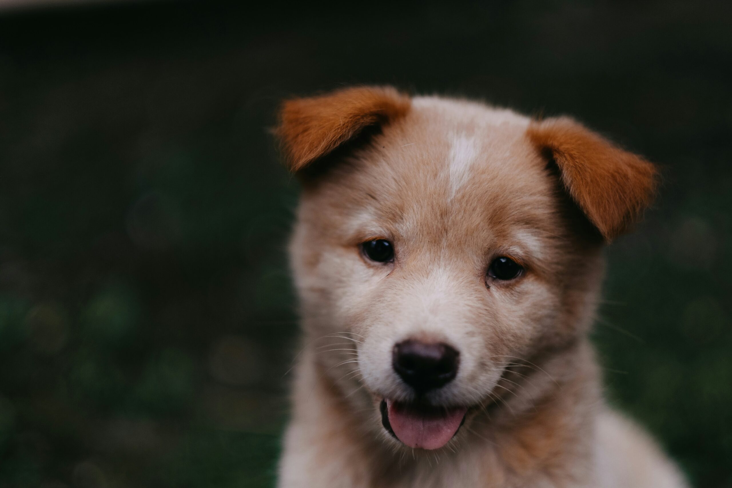 puppy training hanny-naibaho--Go4DH2pZbc-unsplash