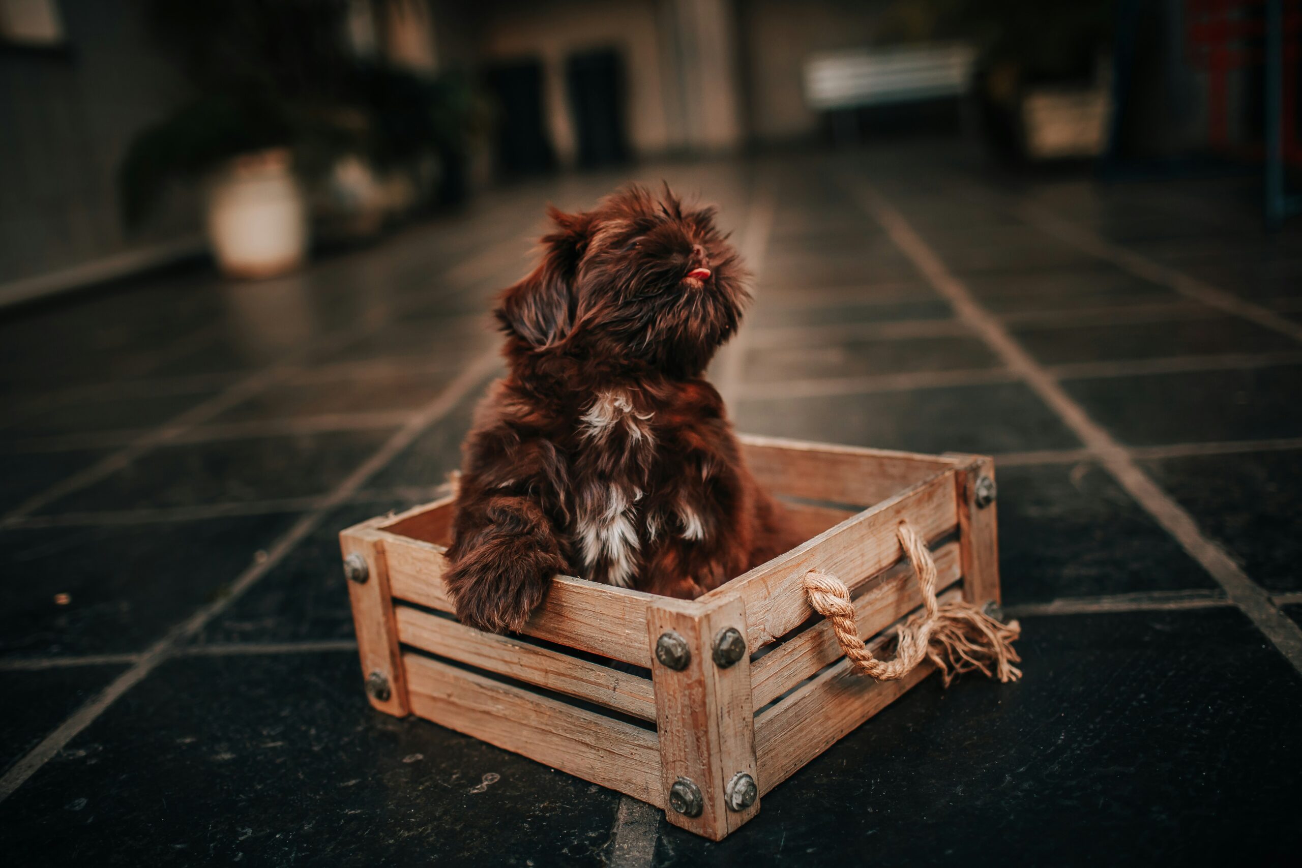 puppy training crate training helena-lopes-nBRLQ0XoUSg-unsplash
