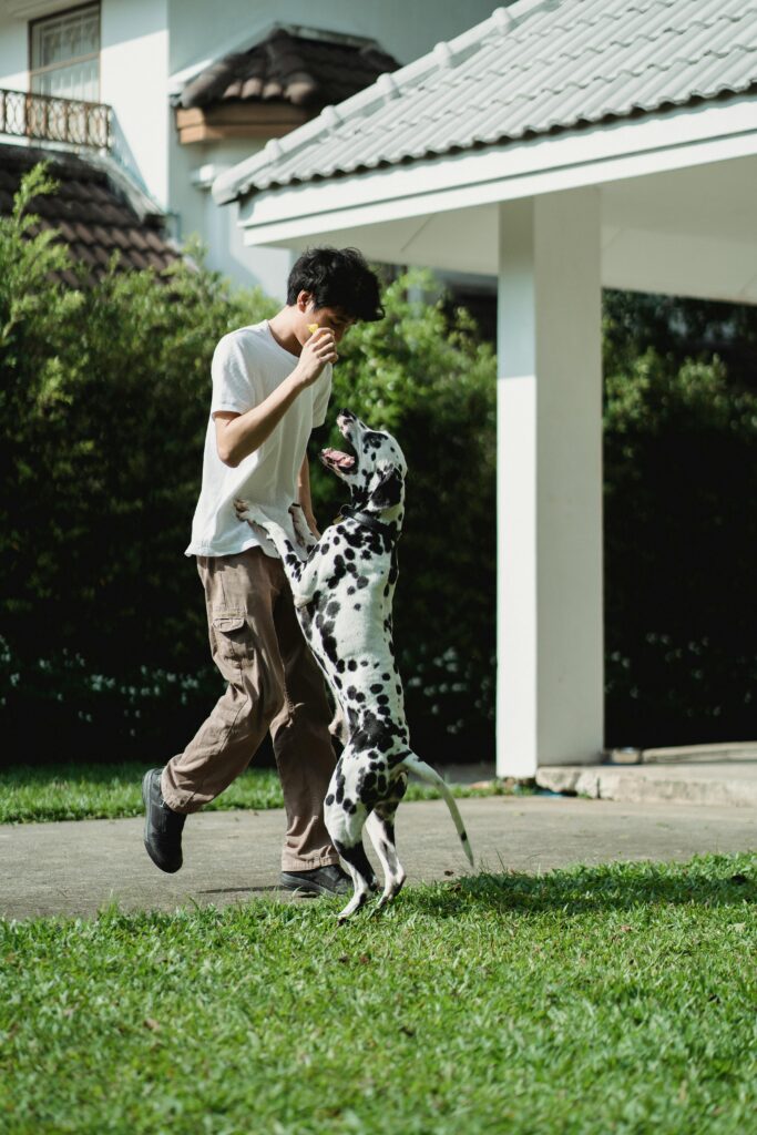 dog training in home pexels-bethany-ferr-5482562