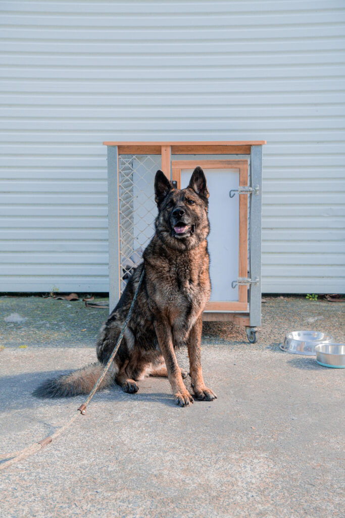 german shepherd standing in front of kennel