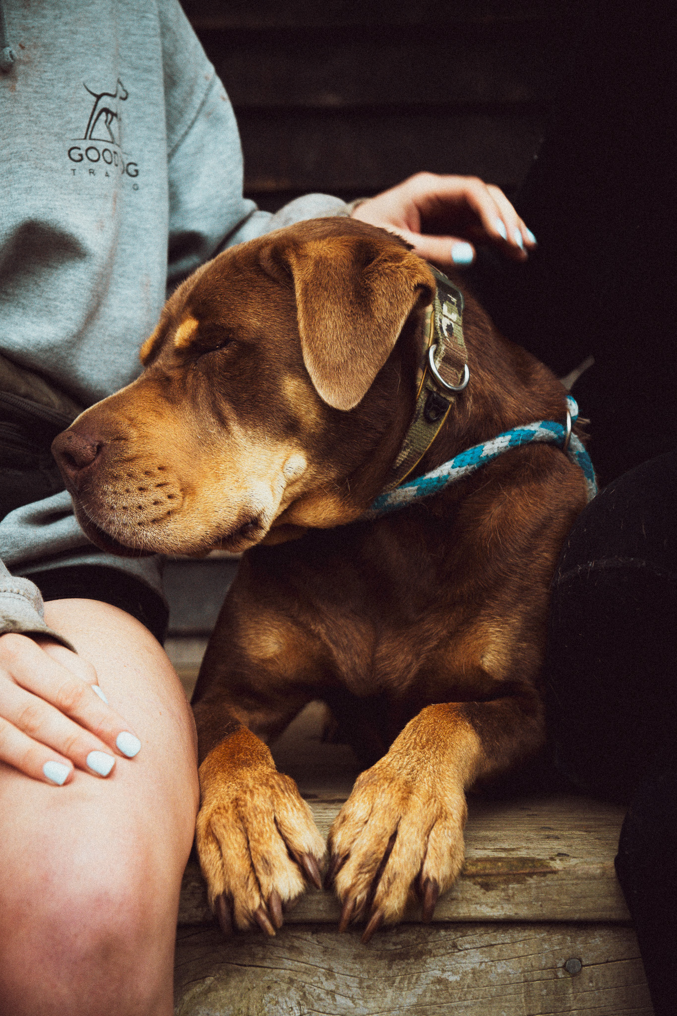 close up brown dog at dog training facility