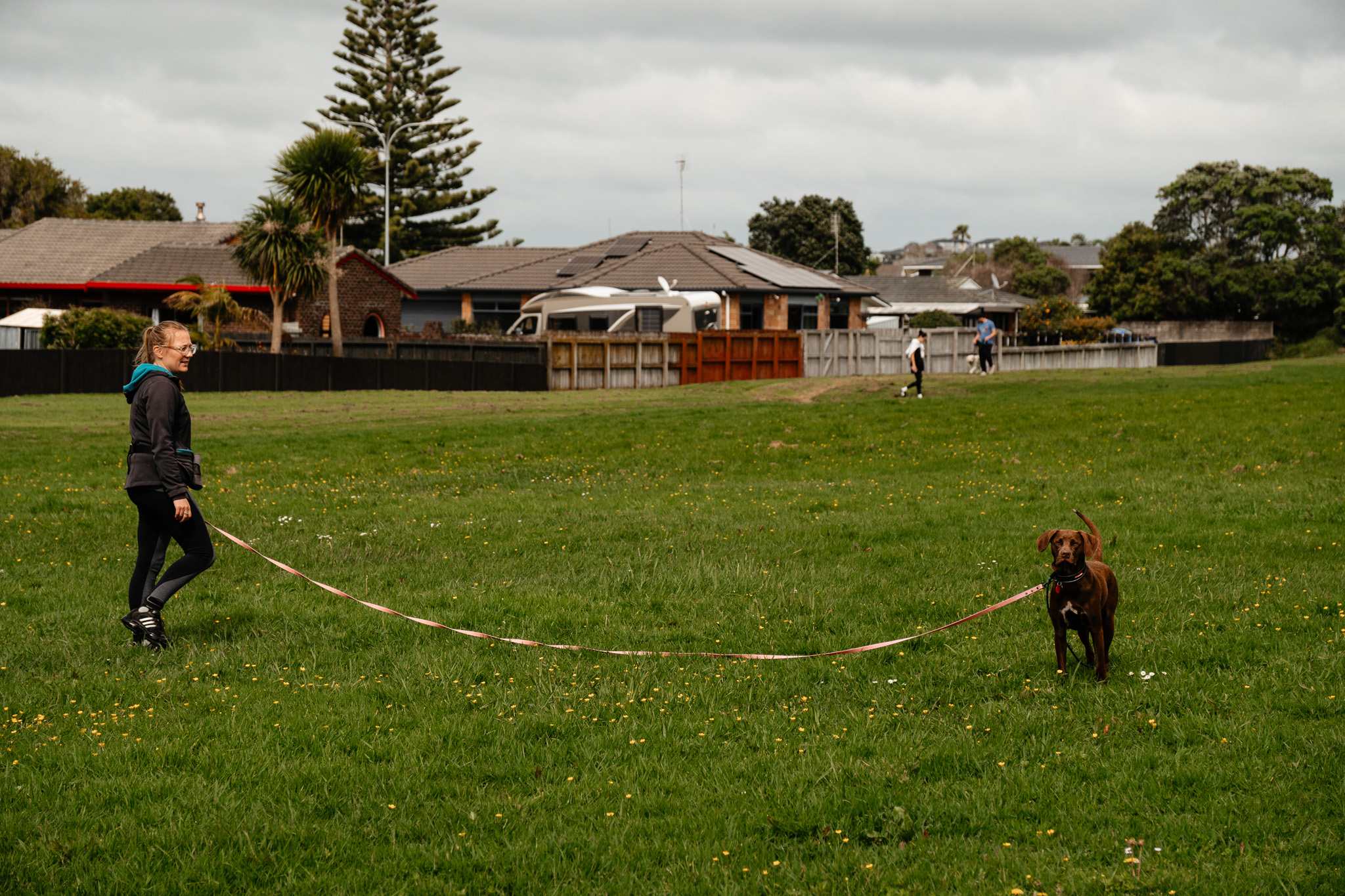 dog on leash at dog class training good dog training