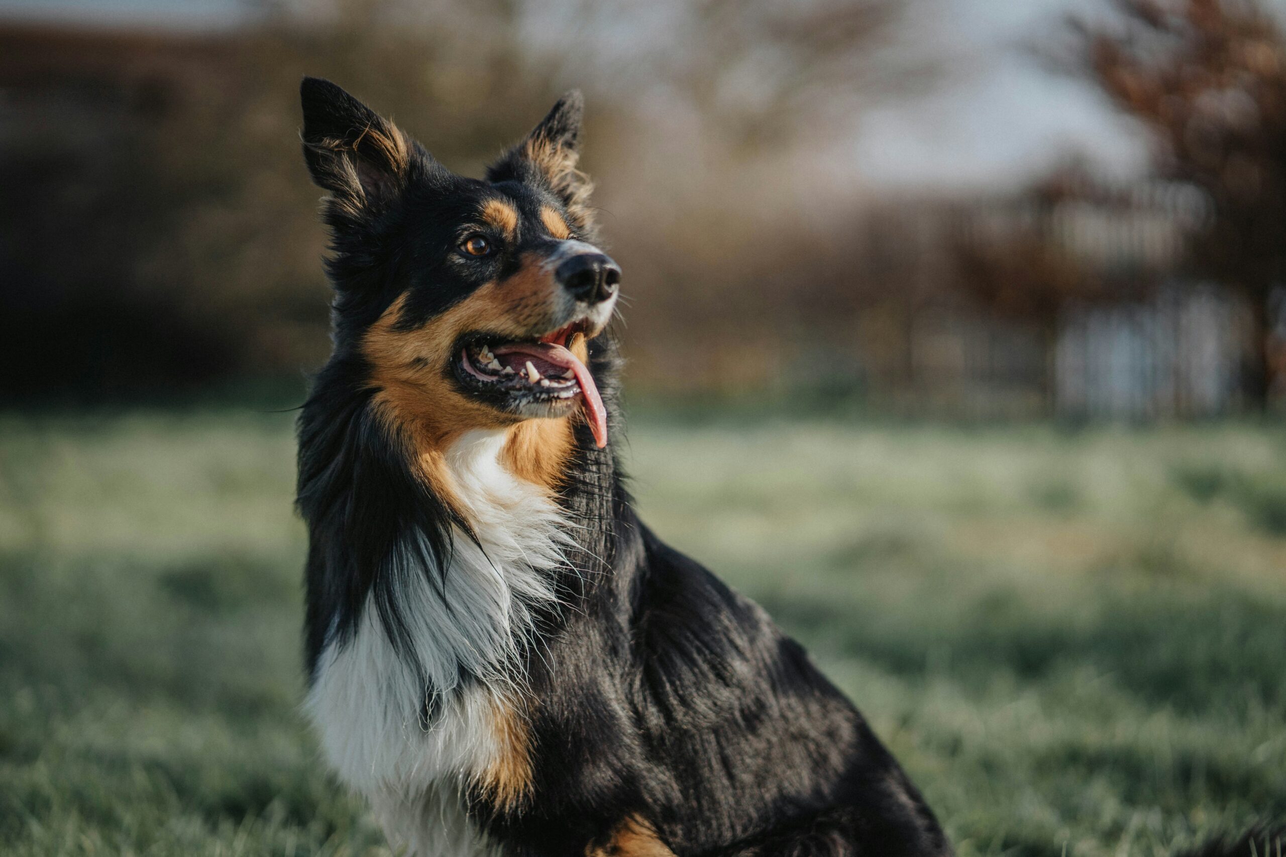 dog photography alexandra-richardson-MfaNCBa1j_A-unsplash