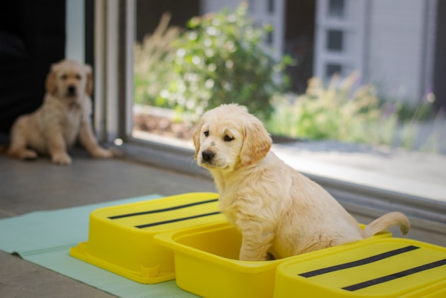 puppy in puppy toilet