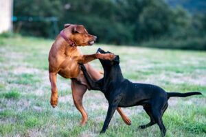 two dogs reactive stock photography